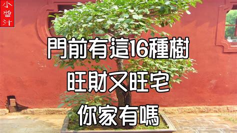 門前種什麼好|【門前的風水樹】門前種什麼樹風水好種對了樹好運連連 